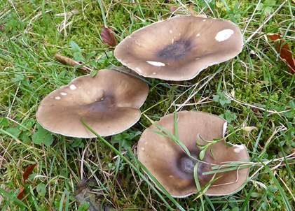 Rillstieliger Weichritterling, Foto 4