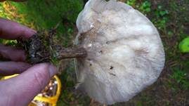 Rillstieliger Weichritterling, Foto 23