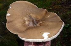 Rillstieliger Weichritterling, Foto 24