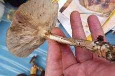 Rillstieliger Weichritterling, Foto 25