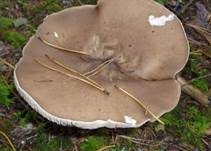 Rillstieliger Weichritterling, Foto 26