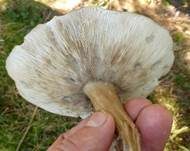 Rillstieliger Weichritterling, Foto 28