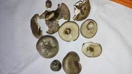 Rillstieliger Weichritterling, Foto 29