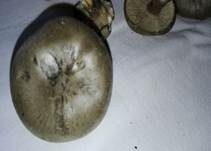 Rillstieliger Weichritterling, Foto 30