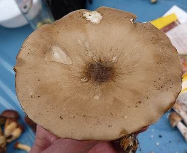 Rillstieliger Weichritterling, Foto 5
