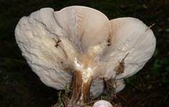 Rillstieliger Weichritterling, Foto 6