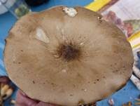 Rillstieliger Weichritterling, Foto 9
