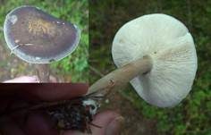 Rillstieliger Weichritterling, Foto 11