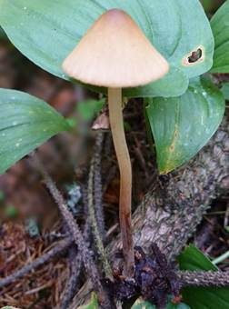 Rillstieliges Samthäubchen, Foto 2