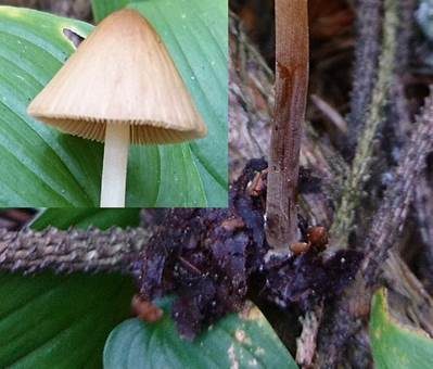 Rillstieliges Samthäubchen, Foto 4