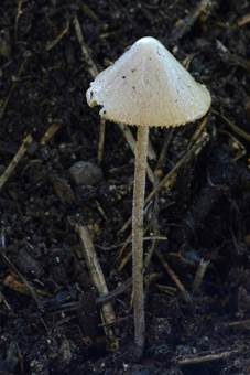 Rillstieliges Samthäubchen, Foto 5