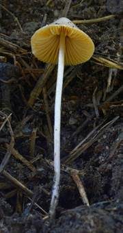 Rillstieliges Samthäubchen, Foto 6