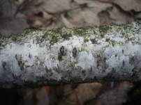 Rindensprengendes Eckscheibchen, Foto 6