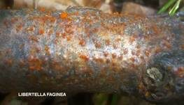 Rindenbrecher EUTYPELLA, Foto 17