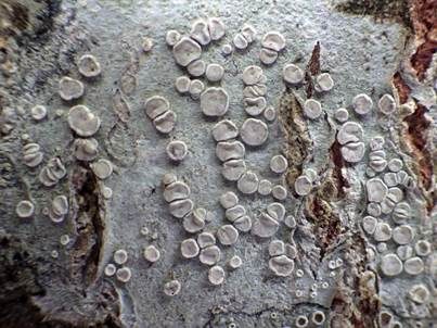 Rindenkrustenflechte, Foto 5