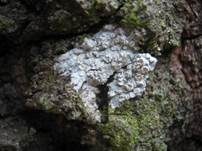 Rindenkrustenflechte, Foto 9