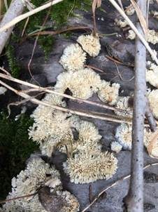 Rinden-Steifporling, Foto 6