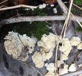 Rinden-Steifporling, Foto 8
