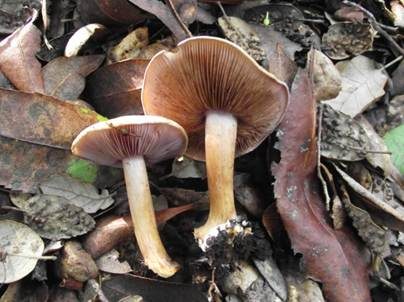 Blaublättriger Klumpfuß, Foto 2