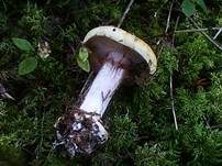 Blaublättriger Klumpfuß, Foto 12