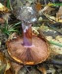 Blaublättriger Klumpfuß, Foto 13