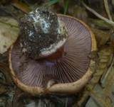 Blaublättriger Klumpfuß, Foto 15