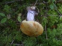 Blaublättriger Klumpfuß, Foto 16