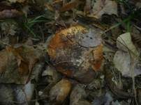 Blaublättriger Klumpfuß, Foto 18