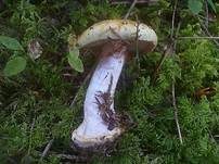 Blaublättriger Klumpfuß, Foto 19