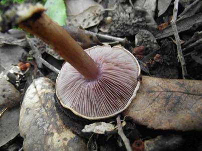 Blaublättriger Klumpfuß, Foto 4