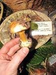 Blaublättriger Klumpfuß, Foto 7