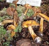 Blaublättriger Klumpfuß, Foto 8