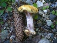 Blaublättriger Klumpfuß, Foto 9