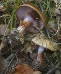 Blaublättriger Klumpfuß, Foto 10