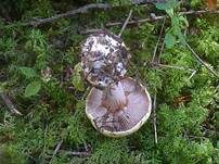 Blaublättriger Klumpfuß, Foto 11