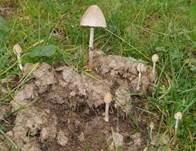 Ringdüngerling, Foto 9