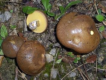 Ringloser Butterpilz, Foto 2