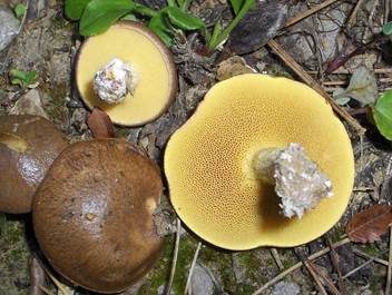 Ringloser Butterpilz, Foto 3