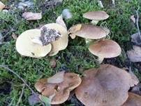 Ringloser Butterpilz, Foto 12