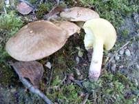 Ringloser Butterpilz, Foto 13