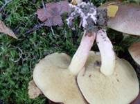 Ringloser Butterpilz, Foto 14