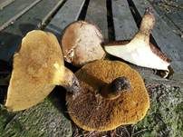 Ringloser Butterpilz, Foto 15