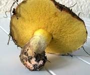 Ringloser Butterpilz, Foto 18