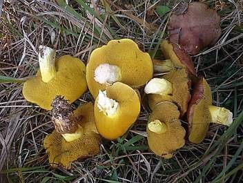 Ringloser Butterpilz, Foto 4