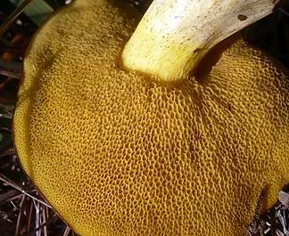 Ringloser Butterpilz, Foto 6