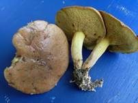 Ringloser Butterpilz, Foto 9