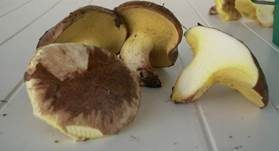Ringloser Butterpilz, Foto 10