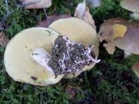 Ringloser Butterpilz, Foto 11