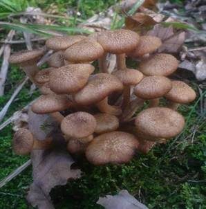 Ringloser Hallimasch, Foto 5