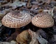 Ringloser Stachelschirmling, Foto 7